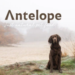 Antelope Fresh Puppy Hundefutter -Haustierprodukte antelope fresh puppy hondenvoer 217766 0500 none