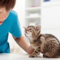 Beaphar Fiprotec Spray 8 Beaphar Fiprotec Spray -Haustierprodukte beaphar fiprotec spray 213596 0500 none