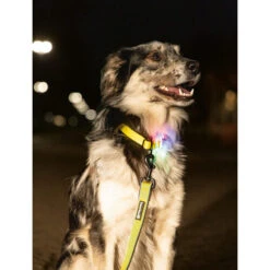 Beeztees Safety Gear Parinca Premium Halsband 13 Beeztees Safety Gear Parinca Premium Halsband -Haustierprodukte beeztees safety gear parinca premium halsband 215003 0500 none