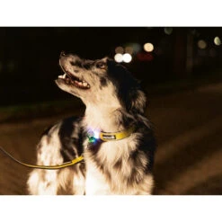 Beeztees Safety Gear Parinca Premium Halsband 14 Beeztees Safety Gear Parinca Premium Halsband -Haustierprodukte beeztees safety gear parinca premium halsband 215015 0500 none