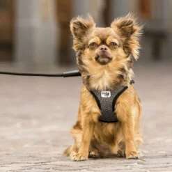 Curli Vest Harness Merino -Haustierprodukte curli vest harness merino black 175270 0500 none