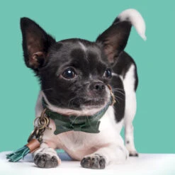 DWAM Halsband Bowie -Haustierprodukte dwam bowie halsband 186562 0500 none