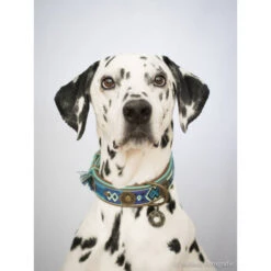 DWAM Halsband Boho Juan -Haustierprodukte dwam halsband boho juan 132080 0500 none