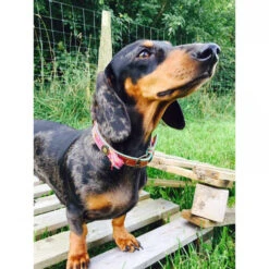 DWAM Halsband Boho Rosa -Haustierprodukte dwam halsband boho rosa 132071 0500 none