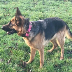 DWAM Halsband Boho Rosa -Haustierprodukte dwam halsband boho rosa 133652 0500 none