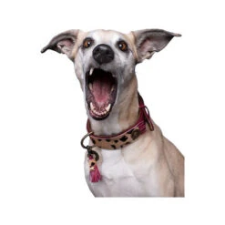 DWAM Halsband Lou Lou -Haustierprodukte dwam halsband lou lou 182182 0500 none