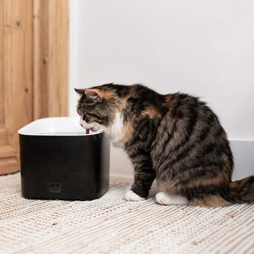 Ebi Manoa Katzenbrunnen 2 Ebi Manoa Katzenbrunnen – Bild 2