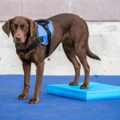 FitPAWS Balance Pad 6 FitPAWS Balance Pad -Haustierprodukte fitpaws balance pad 176128 0500 none