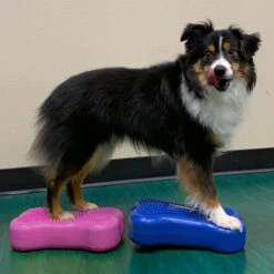 FitPAWS Bone Minis -Haustierprodukte fitpaws bone minis 177124 0500 none