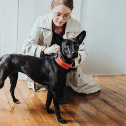 Hunter Halsband Divo 15 Hunter Halsband Divo -Haustierprodukte hunter halsband divo 208013 0500 none