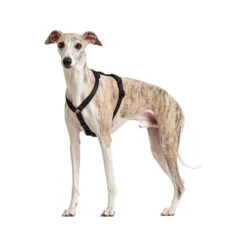 Hunter Vario Rapid Sicherheitsgeschirr - Schwarz 10 Hunter Vario Rapid Sicherheitsgeschirr - Schwarz -Haustierprodukte hunter vario rapid veiligheidsharnas zwart 169507 0500 none