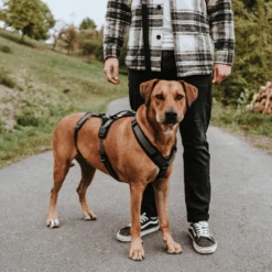 Hunter Sicherheitsgeschirr Maldon 29 Hunter Sicherheitsgeschirr Maldon -Haustierprodukte hunter veiligheidsharnas maldon 221547 0500 none