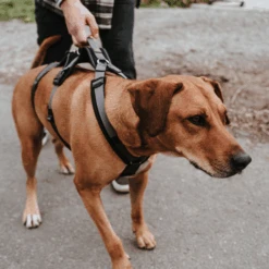 Hunter Sicherheitsgeschirr Maldon 23 Hunter Sicherheitsgeschirr Maldon -Haustierprodukte hunter veiligheidsharnas maldon 221553 0500 none