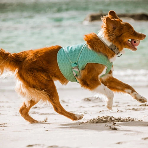 Hurtta Cooling Wrap - Hellblau 2 Hurtta Cooling Wrap - Hellblau – Bild 2