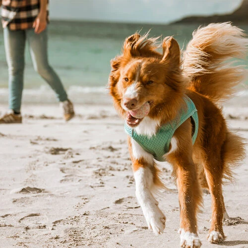 Hurtta Cooling Wrap - Hellblau 5 Hurtta Cooling Wrap - Hellblau – Bild 5