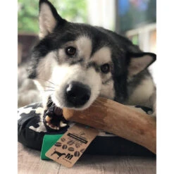 I&I Pet Supplies Kaffeebaum Kauwurzel 8 I&I Pet Supplies Kaffeebaum Kauwurzel -Haustierprodukte ii pet supplies koffieboom kauw wortel 129623 0500 none