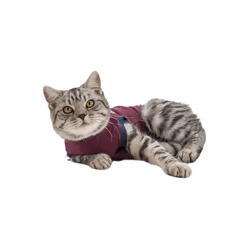 Jacketz Medical Body Suit Für Katzen 4 Jacketz Medical Body Suit Für Katzen – Bild 4