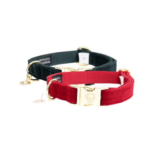 Kentucky Dogwear Corduroy Hundehalsband 1 Kentucky Dogwear Corduroy Hundehalsband