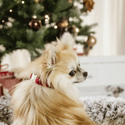 Kentucky Dogwear Corduroy Hundehalsband 8 Kentucky Dogwear Corduroy Hundehalsband – Bild 8