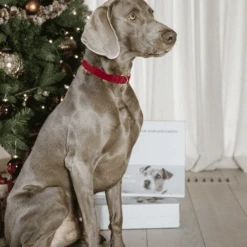 Kentucky Dogwear Corduroy Hundehalsband 12 Kentucky Dogwear Corduroy Hundehalsband -Haustierprodukte kentucky dogwear corduroy hondenhalsband 219201 0500 none