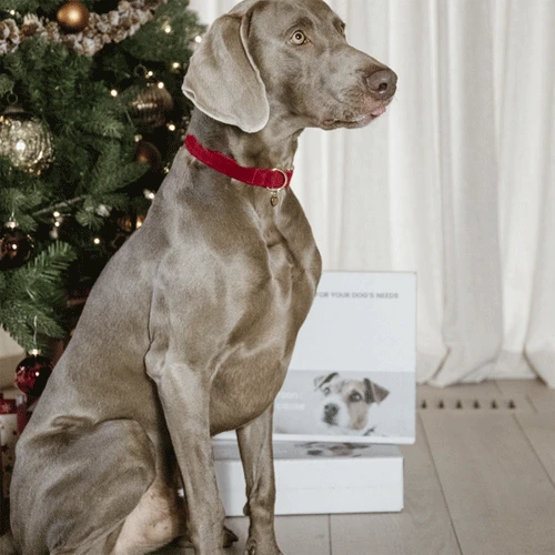 Kentucky Dogwear Corduroy Hundehalsband 5 Kentucky Dogwear Corduroy Hundehalsband – Bild 5