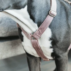 Kentucky Dogwear Hundegeschirr Velvet Loop -Haustierprodukte kentucky dogwear hondenharnas velvet loop 219284 0500 none