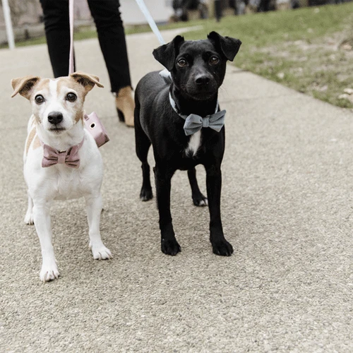 Kentucky Dogwear Fliege Samt 3 Kentucky Dogwear Fliege Samt – Bild 3