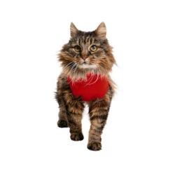 Medical Pet Shirt Katze -Haustierprodukte medical pet shirt kat 167404 0500 none