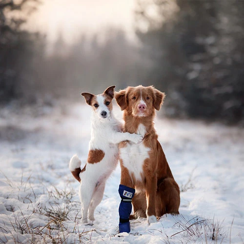 Medical Pet Shirt Boot 8 Medical Pet Shirt Boot – Bild 8