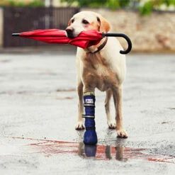 Medical Pet Shirt Boot 17 Medical Pet Shirt Boot -Haustierprodukte medical pets boot 167512 0500 none