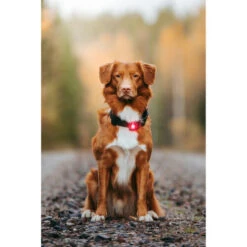 Orbiloc Dog Dual Safety Light -Haustierprodukte orbiloc led veiligheidslamp 188108 0500 none