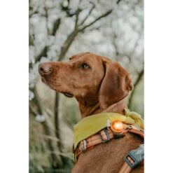 Orbiloc Dog Dual Safety Light -Haustierprodukte orbiloc led veiligheidslamp 188115 0500 none