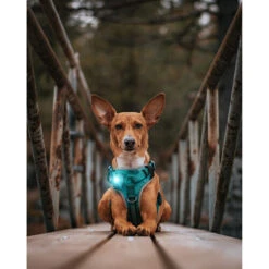 Orbiloc Dog Dual Safety Light -Haustierprodukte orbiloc led veiligheidslamp 188118 0500 none