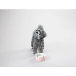 PAIKKA Slow Feed Bowl 11 PAIKKA Slow Feed Bowl -Haustierprodukte paikka slow feed bowl 217878 0500 none