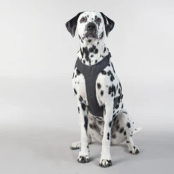 PAIKKA Visibility Harness -Haustierprodukte paikka visibility harness 217809 0500 none