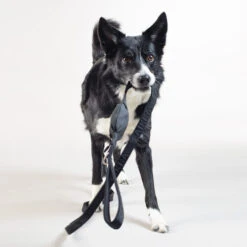 PAIKKA Visibility Leash -Haustierprodukte paikka visibility leash 217819 0500 none