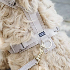Kentucky Dog Harness Active Velvet 11 Kentucky Dog Harness Active Velvet -Haustierprodukte prod 15744 218987 0500 none