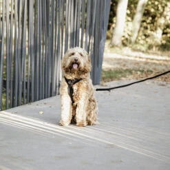 Kentucky Dog Harness Active Velvet 12 Kentucky Dog Harness Active Velvet -Haustierprodukte prod 15744 218994 0500 none