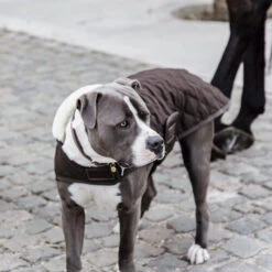 Kentucky Hundemantel Original -Haustierprodukte prod 15745 218998 0500 none