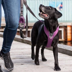 DOG Copenhagen Comfort Walk Pro Geschirr -Haustierprodukte prod 15938 220297 0500 none