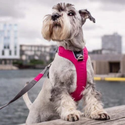 DOG Copenhagen Comfort Walk Pro Geschirr -Haustierprodukte prod 15938 220300 0500 none