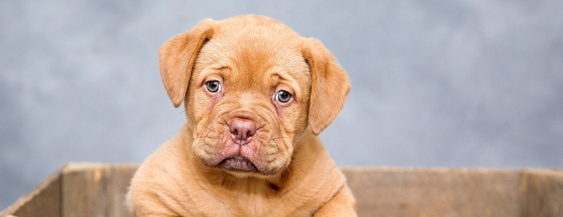 Haustierprodukte -Haustierprodukte puppy 1047521 1920