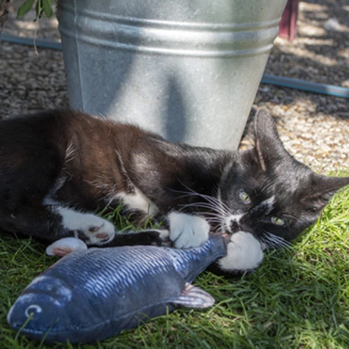 Robocat Lachs 5 Robocat Lachs – Bild 5