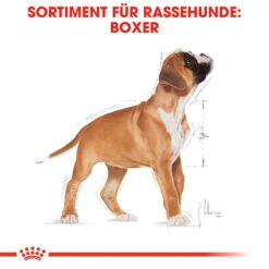 Royal Canin Boxer Puppy - Hundefutter 11 Royal Canin Boxer Puppy - Hundefutter -Haustierprodukte royal canin boxer puppy hondenvoer 137491 0500 none