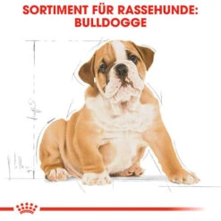 Royal Canin Bulldog Puppy - Hundefutter 11 Royal Canin Bulldog Puppy - Hundefutter -Haustierprodukte royal canin bulldog puppy hondenvoer 137812 0500 none