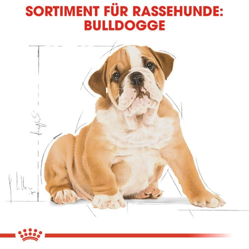 Royal Canin Bulldog Puppy - Hundefutter 4 Royal Canin Bulldog Puppy - Hundefutter – Bild 4