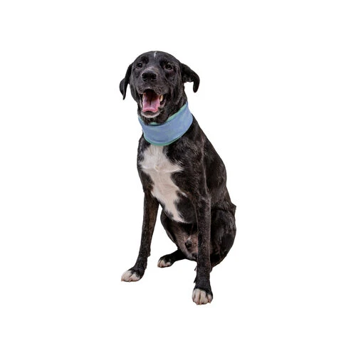 Ruffwear Swamp Cooler Neck Gaiter 2 Ruffwear Swamp Cooler Neck Gaiter – Bild 2
