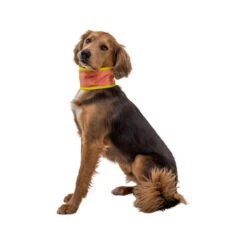 Ruffwear Swamp Cooler Neck Gaiter 9 Ruffwear Swamp Cooler Neck Gaiter -Haustierprodukte ruffwear swamp cooler neck gaiter 196817 0500 none