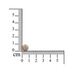 Sensipharm Inconti Stop - Kleine Haustiere -Haustierprodukte sensipharm inconti stop kleine huisdieren 174856 0500 none