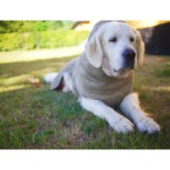 Siccaro WetDog SupremePro -Haustierprodukte siccaro wetdog supremepro 20 216998 0500 none